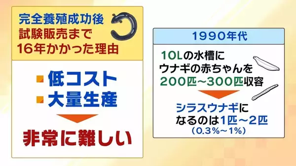 「【完全養殖ウナギ】世界初の試験販売へ！半世紀にわたる研究…最大の謎は『赤ちゃんのエサ』現在は”国家機密”？　「中国で稚魚乱獲も」絶滅危惧種・ウナギの救世主となるか」の画像