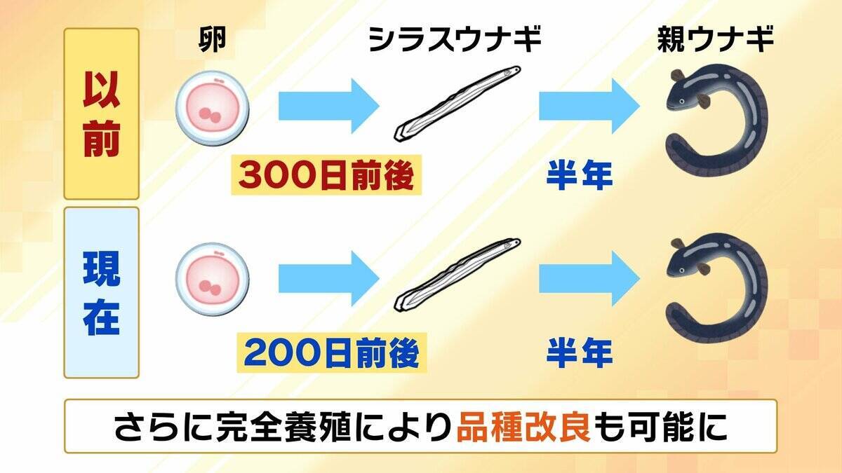 【完全養殖ウナギ】世界初の試験販売へ！半世紀にわたる研究…最大の謎は『赤ちゃんのエサ』現在は”国家機密”？　「中国で稚魚乱獲も」絶滅危惧種・ウナギの救世主となるか