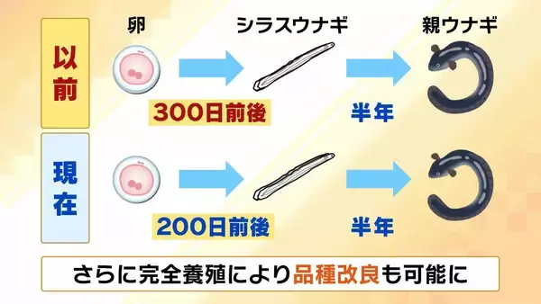 「【完全養殖ウナギ】世界初の試験販売へ！半世紀にわたる研究…最大の謎は『赤ちゃんのエサ』現在は”国家機密”？　「中国で稚魚乱獲も」絶滅危惧種・ウナギの救世主となるか」の画像