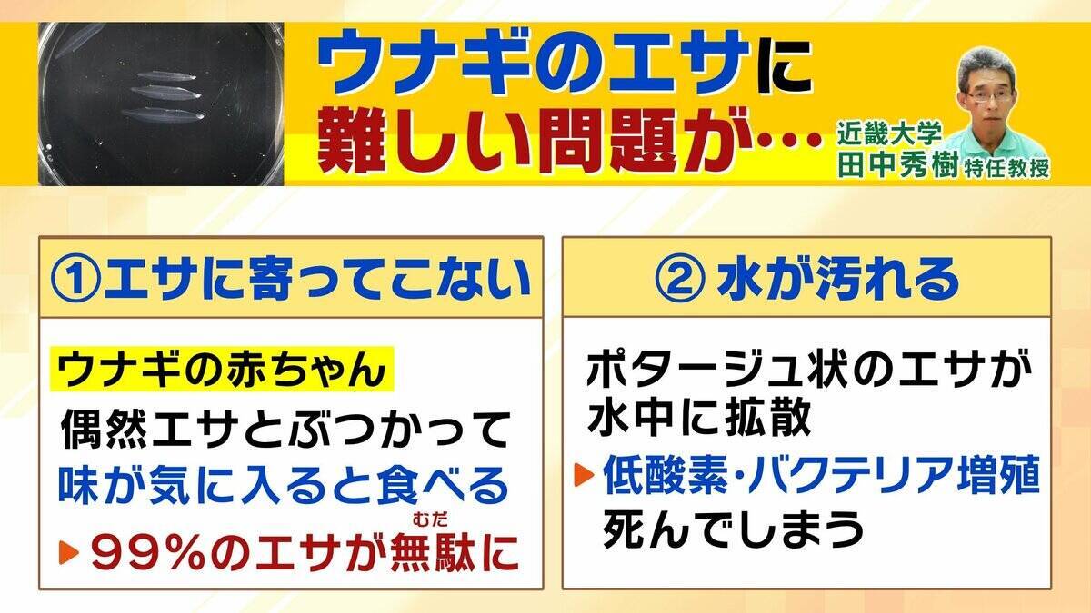 【完全養殖ウナギ】世界初の試験販売へ！半世紀にわたる研究…最大の謎は『赤ちゃんのエサ』現在は”国家機密”？　「中国で稚魚乱獲も」絶滅危惧種・ウナギの救世主となるか