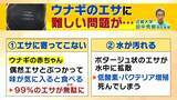 「【完全養殖ウナギ】世界初の試験販売へ！半世紀にわたる研究…最大の謎は『赤ちゃんのエサ』現在は”国家機密”？　「中国で稚魚乱獲も」絶滅危惧種・ウナギの救世主となるか」の画像13