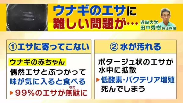 「【完全養殖ウナギ】世界初の試験販売へ！半世紀にわたる研究…最大の謎は『赤ちゃんのエサ』現在は”国家機密”？　「中国で稚魚乱獲も」絶滅危惧種・ウナギの救世主となるか」の画像