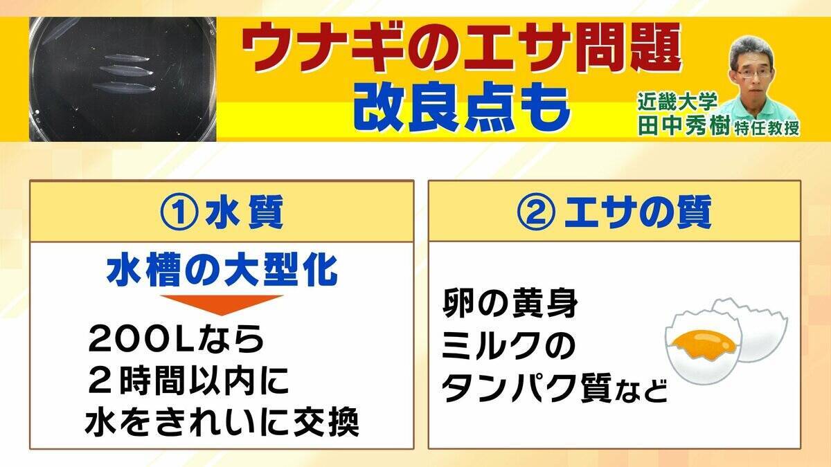 【完全養殖ウナギ】世界初の試験販売へ！半世紀にわたる研究…最大の謎は『赤ちゃんのエサ』現在は”国家機密”？　「中国で稚魚乱獲も」絶滅危惧種・ウナギの救世主となるか