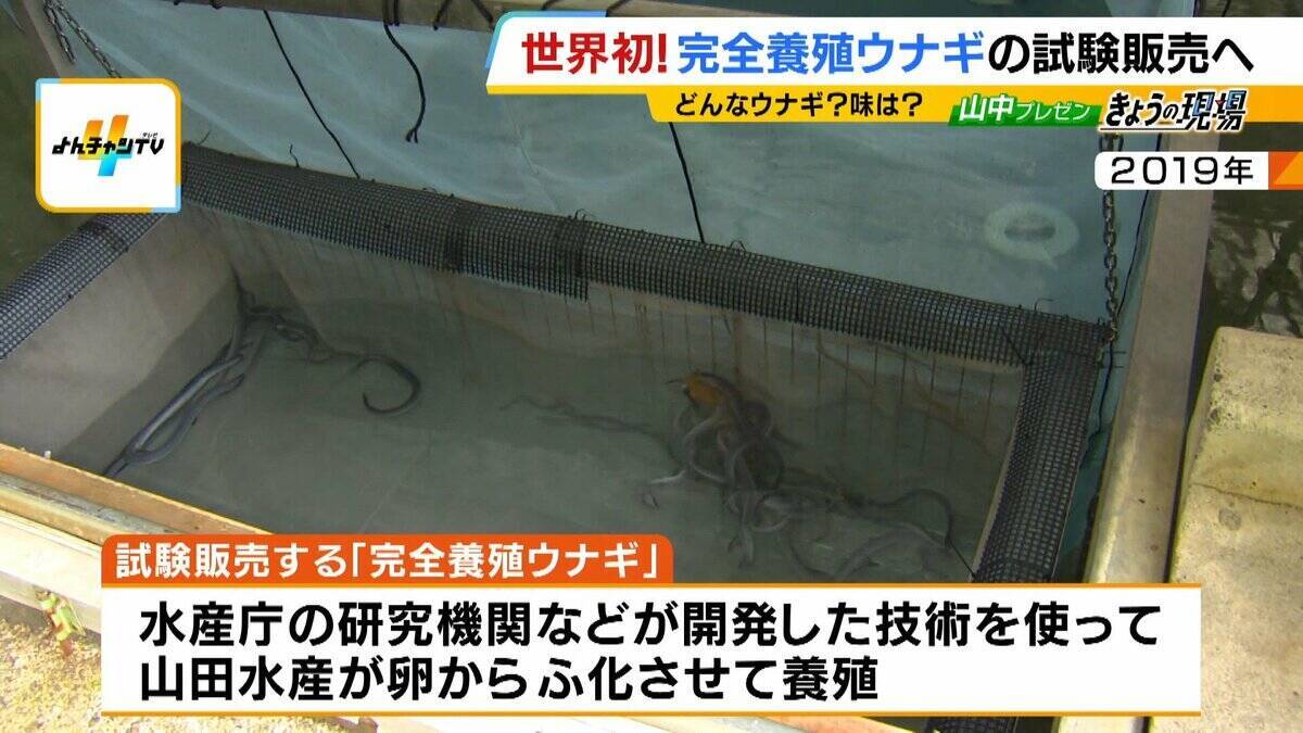 【完全養殖ウナギ】世界初の試験販売へ！半世紀にわたる研究…最大の謎は『赤ちゃんのエサ』現在は”国家機密”？　「中国で稚魚乱獲も」絶滅危惧種・ウナギの救世主となるか