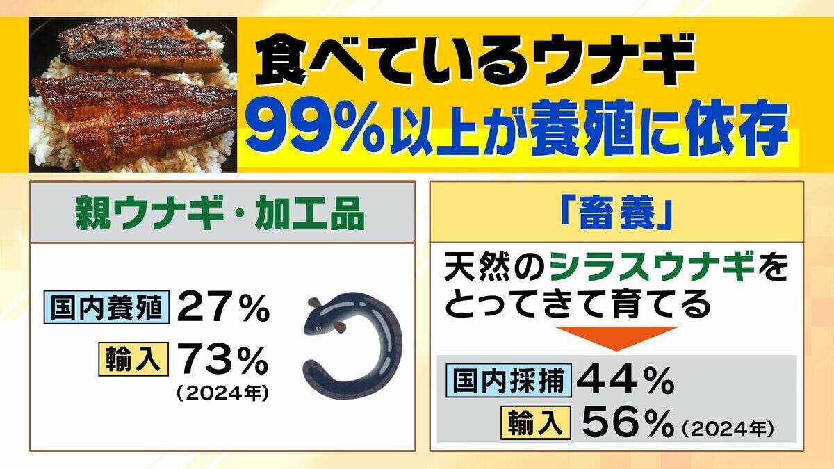 【完全養殖ウナギ】世界初の試験販売へ！半世紀にわたる研究…最大の謎は『赤ちゃんのエサ』現在は”国家機密”？　「中国で稚魚乱獲も」絶滅危惧種・ウナギの救世主となるか