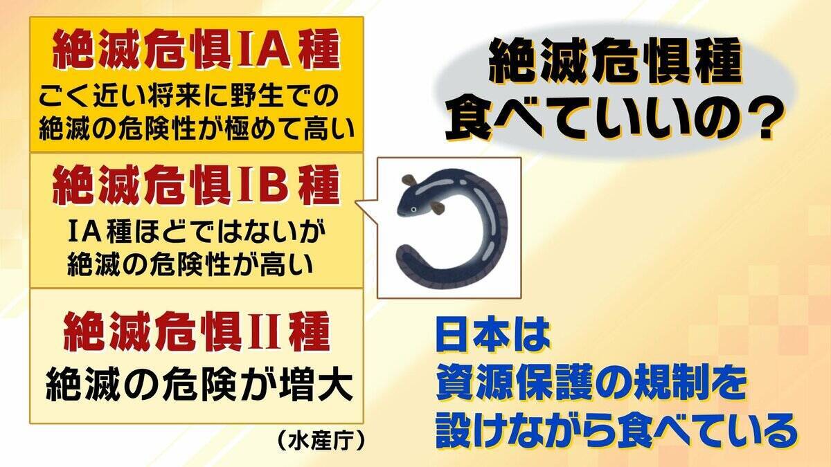 【完全養殖ウナギ】世界初の試験販売へ！半世紀にわたる研究…最大の謎は『赤ちゃんのエサ』現在は”国家機密”？　「中国で稚魚乱獲も」絶滅危惧種・ウナギの救世主となるか