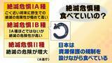 「【完全養殖ウナギ】世界初の試験販売へ！半世紀にわたる研究…最大の謎は『赤ちゃんのエサ』現在は”国家機密”？　「中国で稚魚乱獲も」絶滅危惧種・ウナギの救世主となるか」の画像4