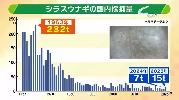 「【完全養殖ウナギ】世界初の試験販売へ！半世紀にわたる研究…最大の謎は『赤ちゃんのエサ』現在は”国家機密”？　「中国で稚魚乱獲も」絶滅危惧種・ウナギの救世主となるか」の画像
