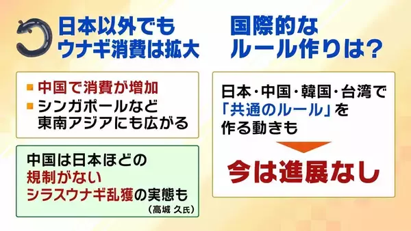 「【完全養殖ウナギ】世界初の試験販売へ！半世紀にわたる研究…最大の謎は『赤ちゃんのエサ』現在は”国家機密”？　「中国で稚魚乱獲も」絶滅危惧種・ウナギの救世主となるか」の画像