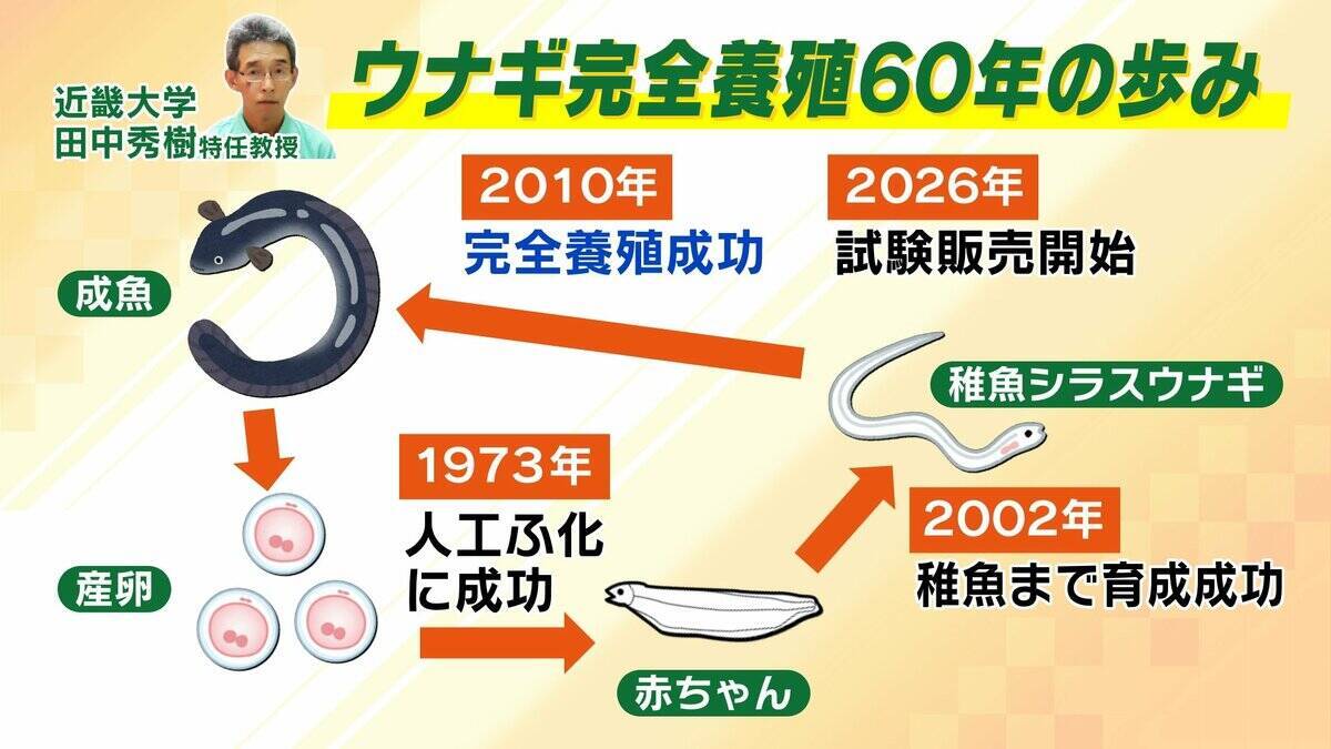 【完全養殖ウナギ】世界初の試験販売へ！半世紀にわたる研究…最大の謎は『赤ちゃんのエサ』現在は”国家機密”？　「中国で稚魚乱獲も」絶滅危惧種・ウナギの救世主となるか