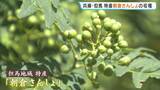 「「ここ数年ないような最高の出来」さわやかな香りと柔らかな辛味が特徴の「朝倉さんしょ」収穫が最盛期　　兵庫・朝来市」の画像1