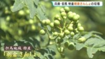 「ここ数年ないような最高の出来」さわやかな香りと柔らかな辛味が特徴の「朝倉さんしょ」収穫が最盛期　　兵庫・朝来市