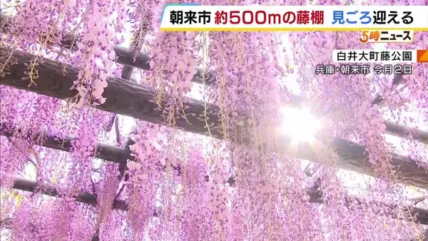 約500メートルの藤棚が見頃！甘い香りに包まれる白井大町藤公園　例年より1週間早く開花　兵庫・朝来市
