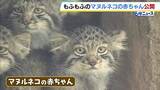 「「もふもふしていてかわいかった」マヌルネコの赤ちゃん一般公開はじまる　“世界最古のネコ”はやんちゃ盛り　追いかけっこする姿も　神戸どうぶつ王国」の画像1