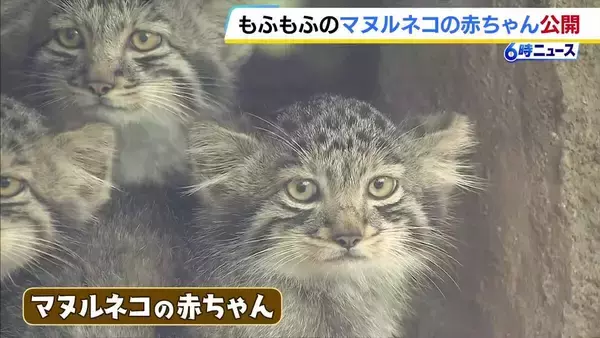 「もふもふしていてかわいかった」マヌルネコの赤ちゃん一般公開はじまる　“世界最古のネコ”はやんちゃ盛り　追いかけっこする姿も　神戸どうぶつ王国