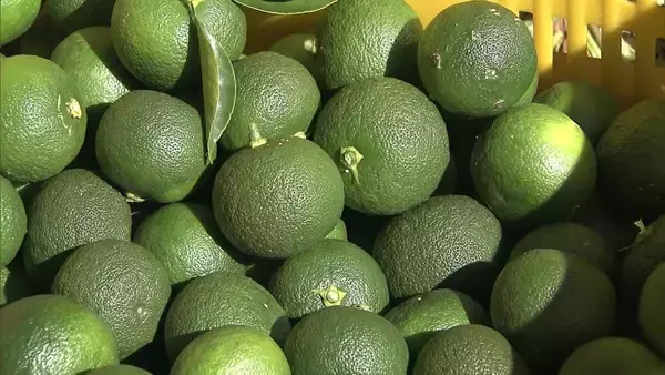 【すだちがピンチ】生産量は約20年で「半減」農家減少・高齢化が背景に？関西人の定番『旭ポンズ』にも影響…新品種『勝浦1号』は苦境救うか