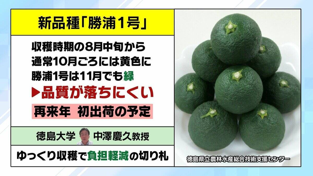 【すだちがピンチ】生産量は約20年で「半減」農家減少・高齢化が背景に？関西人の定番『旭ポンズ』にも影響…新品種『勝浦1号』は苦境救うか