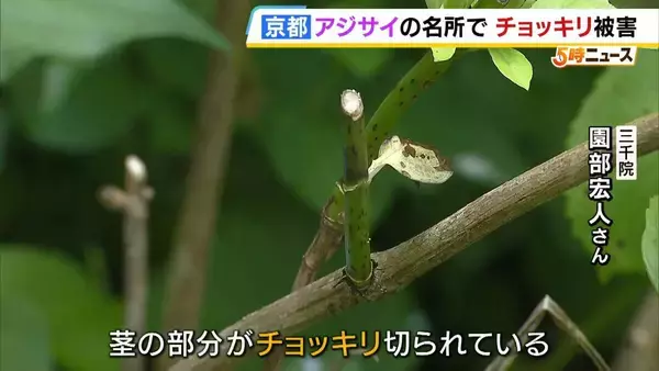 【犯人は？？】アジサイのつぼみが“チョッキリ”切断…京都の名所「三千院」で異変　約3000株のうち2割ほどしか咲かず　被害の大きさに臨時バス取りやめ