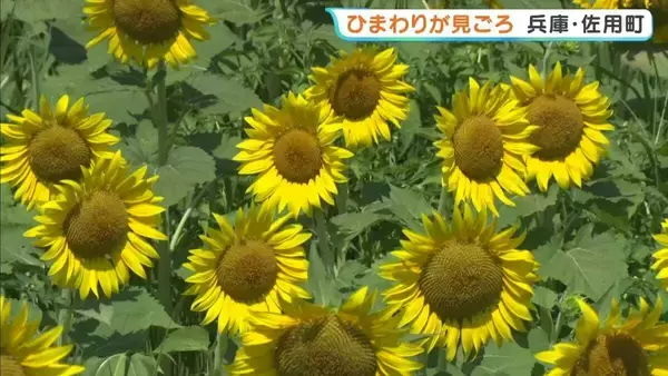 夏空の下 ひまわりが見ごろ「この季節になったら来なあかんな」黄金色に輝く景色　8月中旬まで楽しめる　兵庫・佐用町