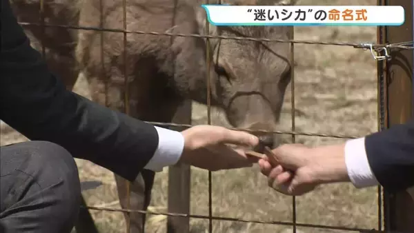 「大阪市内で捕獲のシカは「シカやん」に命名　能勢町の温泉施設で命名式　吉村知事と山下知事も出席し「鹿せんべい」など贈呈」の画像