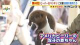 「来場者がメロメロに…姫路セントラルパークでアメリカビーバーの双子の赤ちゃんのお披露目会！　アドベンチャーワールドでは水中を泳ぐペンギンの“ロボット”が人気！？」の画像1