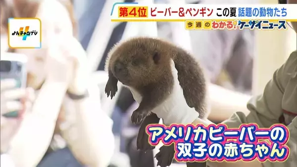 来場者がメロメロに…姫路セントラルパークでアメリカビーバーの双子の赤ちゃんのお披露目会！　アドベンチャーワールドでは水中を泳ぐペンギンの“ロボット”が人気！？
