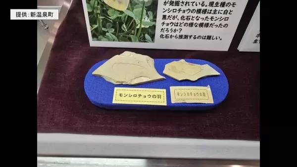 現存するチョウの最古の化石と判明　「モンシロチョウ」と展示も実は250万年前の「ポターニンミヤマシロチョウ」　兵庫・新温泉町の博物館