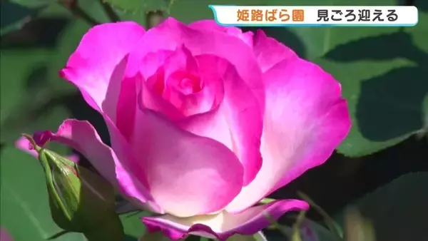 「ハチも来そうな甘い香り」世界各地から集められた約750品種のバラが見ごろ　午前中の観賞がおすすめ　兵庫・姫路市
