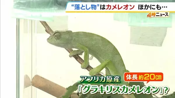“落とし物”のカメレオン！？「アマキタカイケイカ〜」電話対応マネするインコ　犬、スッポンも…「拾得物」として保護された生き物たち　兵庫・尼崎北警察署が飼い主に名乗り出呼びかけ