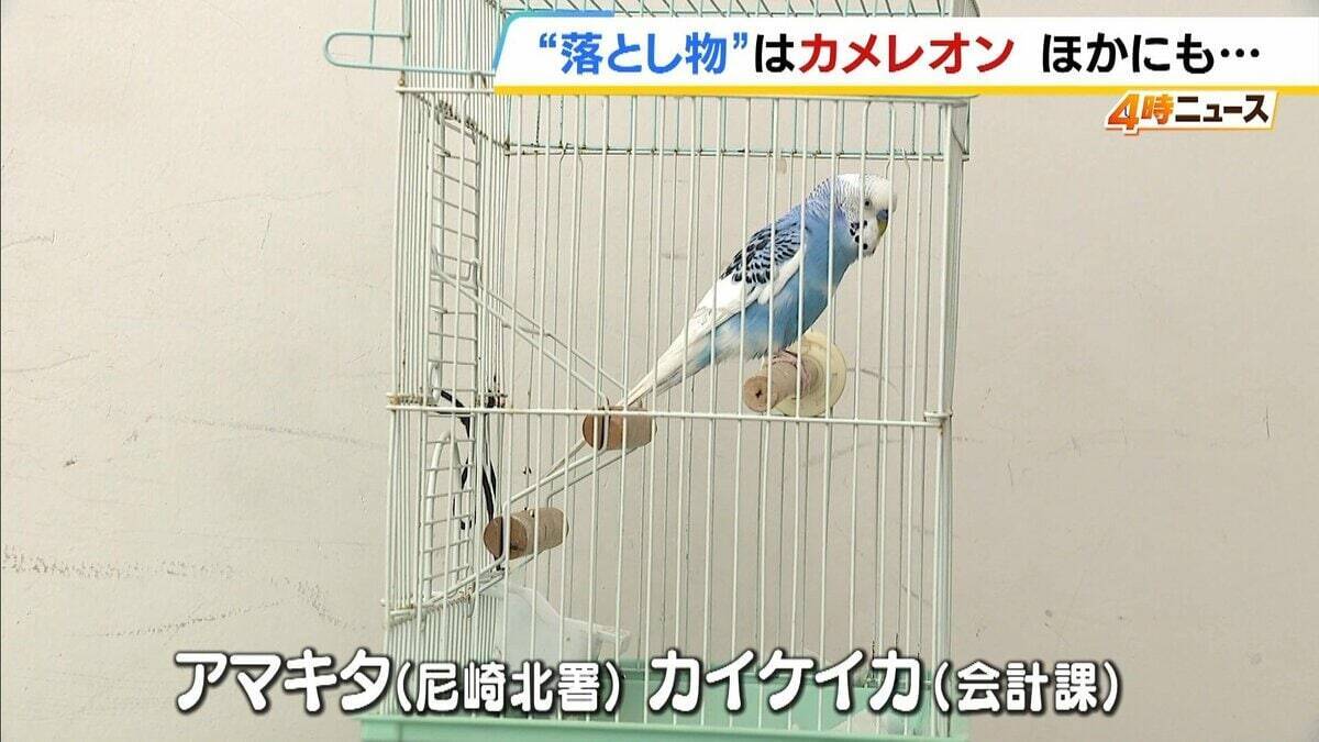 “落とし物”のカメレオン！？「アマキタカイケイカ〜」電話対応マネするインコ　犬、スッポンも…「拾得物」として保護された生き物たち　兵庫・尼崎北警察署が飼い主に名乗り出呼びかけ