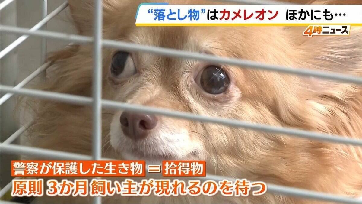 “落とし物”のカメレオン！？「アマキタカイケイカ〜」電話対応マネするインコ　犬、スッポンも…「拾得物」として保護された生き物たち　兵庫・尼崎北警察署が飼い主に名乗り出呼びかけ