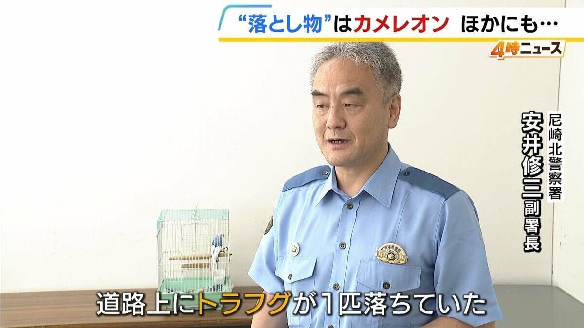 “落とし物”のカメレオン！？「アマキタカイケイカ〜」電話対応マネするインコ　犬、スッポンも…「拾得物」として保護された生き物たち　兵庫・尼崎北警察署が飼い主に名乗り出呼びかけ