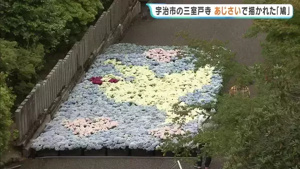 約2万株のあじさい「三室戸寺」で平和と愛の象徴した「鳩」と「ハート」が描かれる　訪れた人「目とくちばしがピンクでかわいい」京都・宇治市