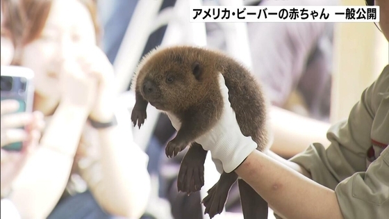 アメリカビーバー双子の赤ちゃん　一般公開が始まる「たわしみたいでふわふわ」　姫路セントラルパーク