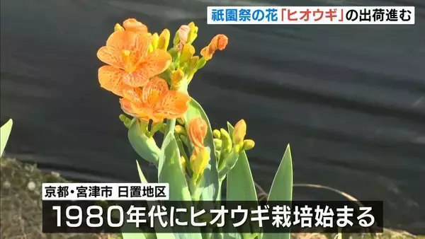 祇園祭の花「ヒオウギ」出荷　平安貴族の扇に似ている？　京都・宮津市