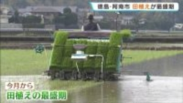 周辺の山々に響くエンジン音…　徳島・阿南市で田植えが最盛期迎える　5月中旬まで　順調に育てば8月上旬に刈り取り　京阪神方面中心に全国各地に出荷へ
