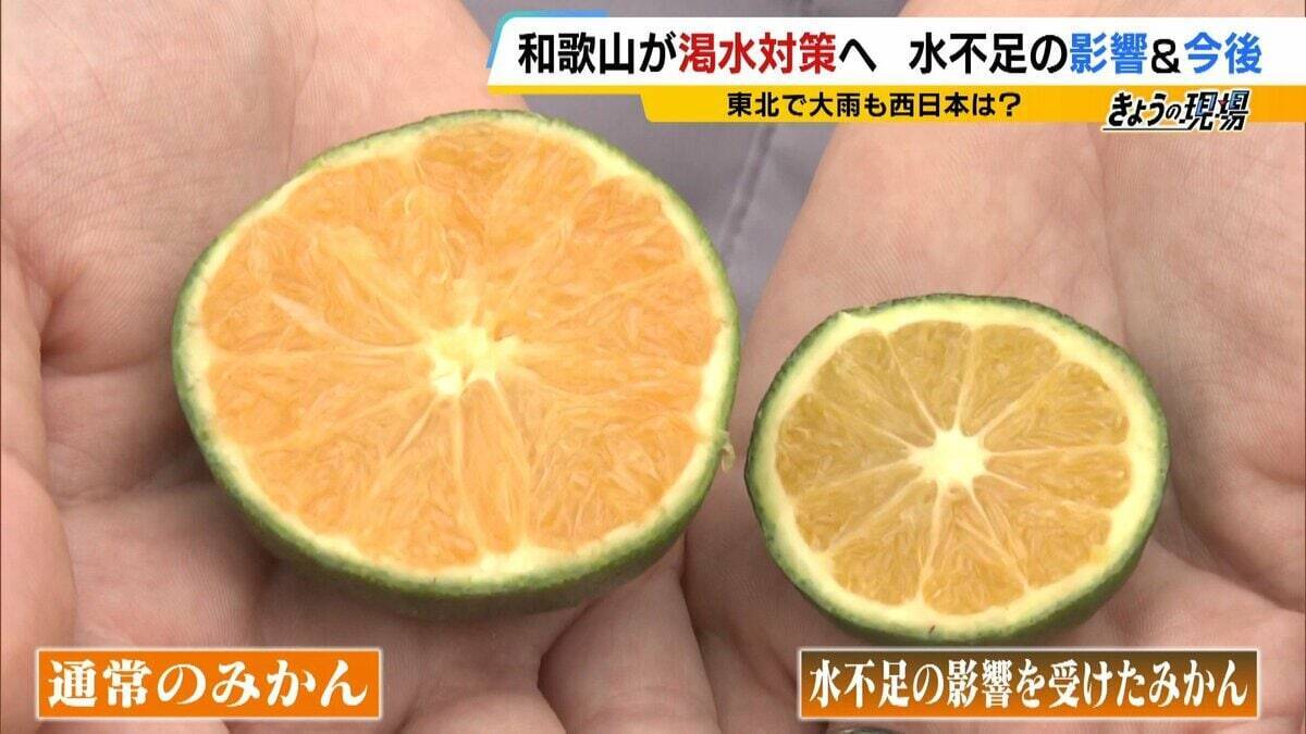 和歌山で少雨深刻「有田みかん」色と味に異変・小ぶり化で収穫量減の危機 大雨で復活できる？劣化懸念も…東日本「大雨災害頻発」西日本「渇水」なぜ二極化【気象予報士解説】