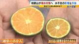 「和歌山で少雨深刻「有田みかん」色と味に異変・小ぶり化で収穫量減の危機 大雨で復活できる？劣化懸念も…東日本「大雨災害頻発」西日本「渇水」なぜ二極化【気象予報士解説】」の画像4