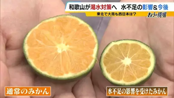 「和歌山で少雨深刻「有田みかん」色と味に異変・小ぶり化で収穫量減の危機 大雨で復活できる？劣化懸念も…東日本「大雨災害頻発」西日本「渇水」なぜ二極化【気象予報士解説】」の画像