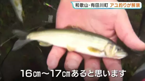和歌山・有田川町で「アユ釣り解禁」　今年は稚鮎約2500kgを放流　釣り人待望、雨のなか「初がかり」