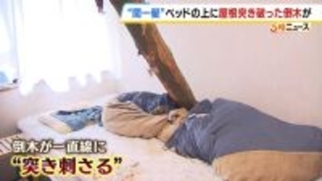 【間一髪】家の屋根突き破り倒木がベッドに直撃、就寝中の男性のすぐ脇に刺さる　「もうちょっとずれていたら本当にやばかった」 緊迫の瞬間語る　幸いケガなし　 強風影響の可能性も　和歌山・白浜町