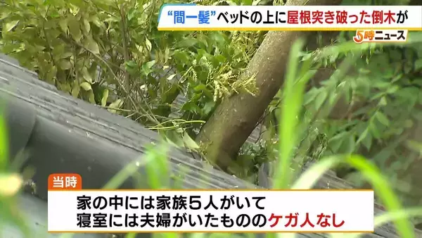 「【間一髪】家の屋根突き破り倒木がベッドに直撃、就寝中の男性のすぐ脇に刺さる　「もうちょっとずれていたら本当にやばかった」 緊迫の瞬間語る　幸いケガなし　 強風影響の可能性も　和歌山・白浜町」の画像