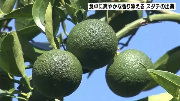 徳島の名産「スダチ」出荷最盛期　8月からの雨で大きく育ち香りも◎