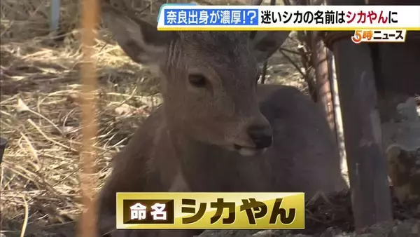 「シカやん」と命名の“迷いジカ” 奈良・山下知事が鹿せんべいをプレゼント「今後も生駒山を越えることも想定し大阪府との連携考えたい」