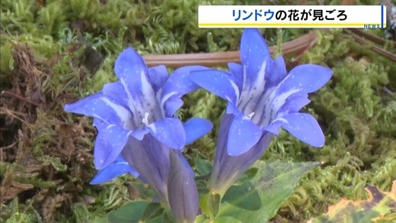 秋の始まり告げる『リンドウ』一面に　見ごろは10月いっぱい　和歌山・那智勝浦町 妙法山阿弥陀寺