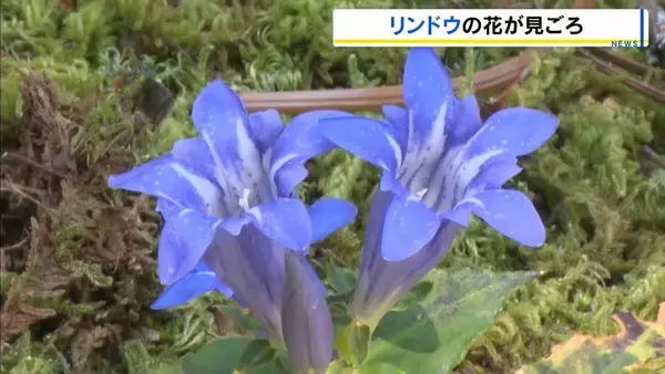 秋の始まり告げる『リンドウ』一面に　見ごろは10月いっぱい　和歌山・那智勝浦町 妙法山阿弥陀寺