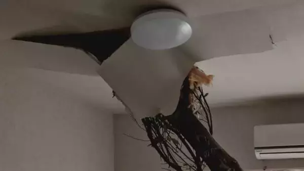 「【速報】倒木が住宅の屋根を突き刺しベッドを直撃　あわや！「びっくりした、数センチずれてたら当たっていた」住民にケガ無し　和歌山・白浜町」の画像