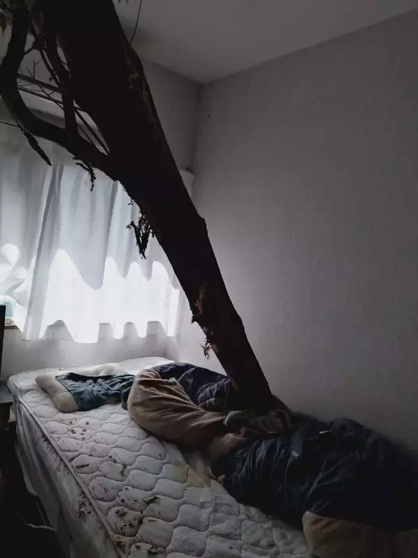 「【速報】倒木が住宅の屋根を突き刺しベッドを直撃　あわや！「びっくりした、数センチずれてたら当たっていた」住民にケガ無し　和歌山・白浜町」の画像