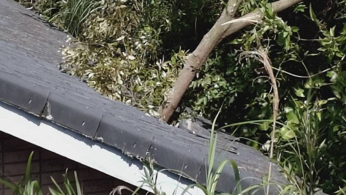 【速報】倒木が住宅の屋根を突き刺しベッドを直撃　あわや！「びっくりした、数センチずれてたら当たっていた」住民にケガ無し　和歌山・白浜町