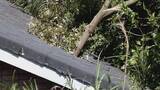 「【速報】倒木が住宅の屋根を突き刺しベッドを直撃　あわや！「びっくりした、数センチずれてたら当たっていた」住民にケガ無し　和歌山・白浜町」の画像8